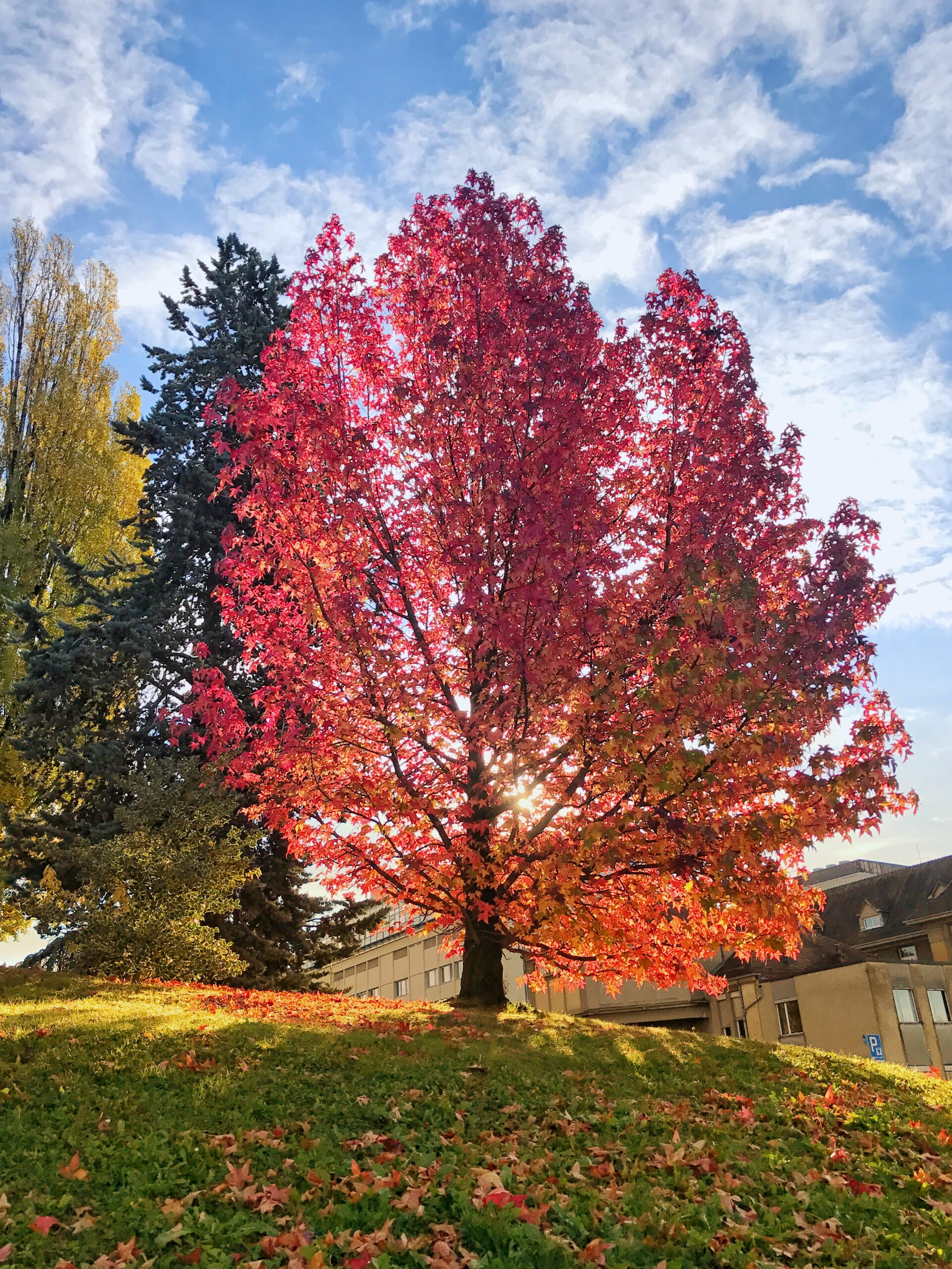 Read more about the article 25 Things to do in Geneva during Autumn!